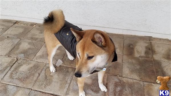 a shiba inu dog wearing a vest