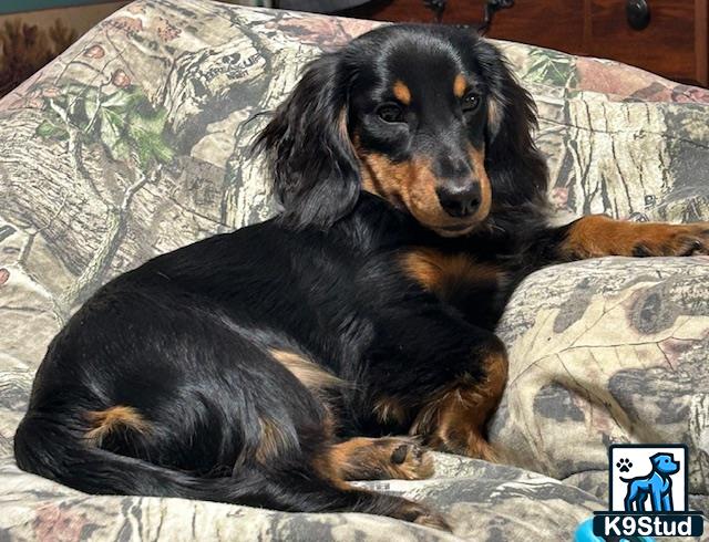 a dachshund dog lying on a couch