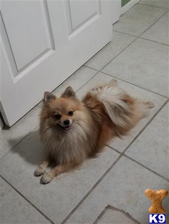 a pomeranian dog sitting on the floor