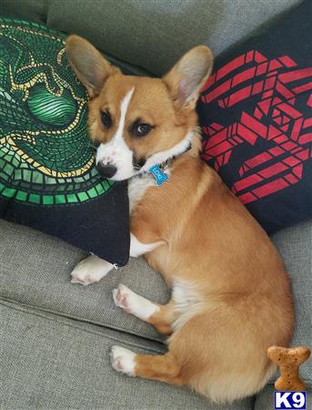 a pembroke welsh corgi dog lying on a couch