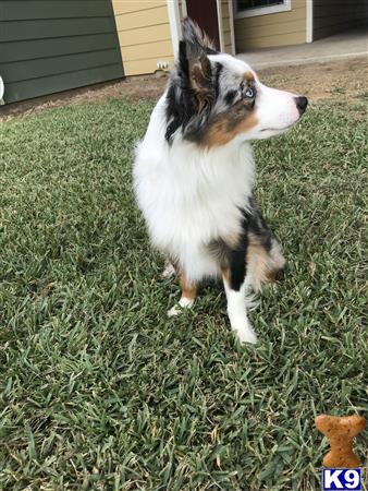 a australian shepherd dog standing on grass