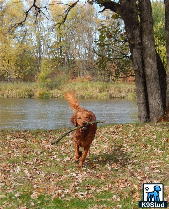 a golden retriever dog holding a stick in its mouth by a river
