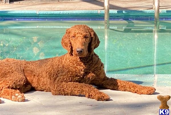 a poodle dog lying on the ground by a pool
