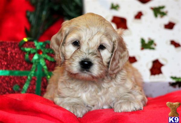 Cockapoos Puppy for Sale: Diesel - Cockapoo Male 11 Years old