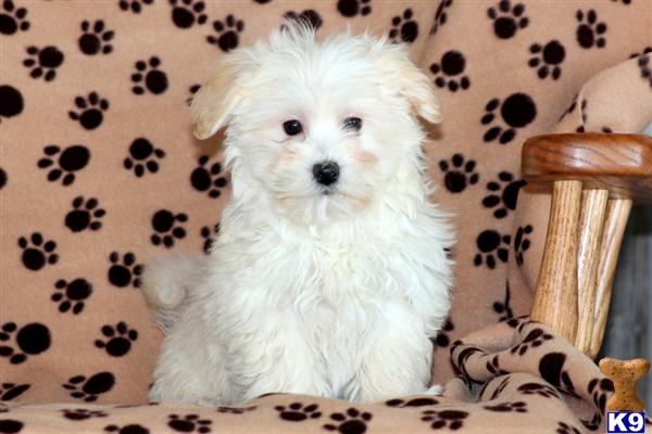 Maltipoo Puppy for Sale: Emma - Maltipoo Female 11 Years old