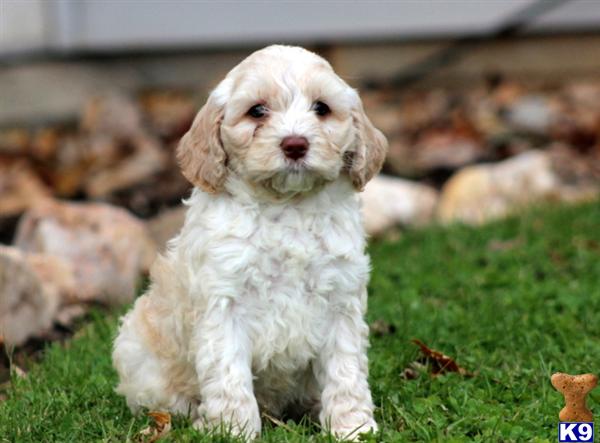 Miles - Cockapoo Male