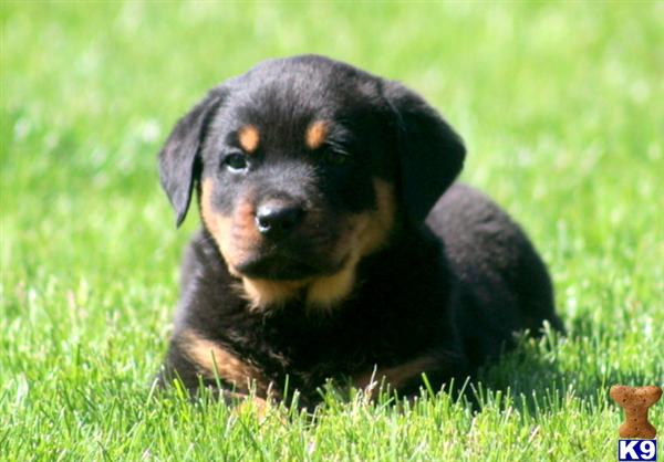 Rottweiler Puppy for Sale: Summer - Female Rottweiler 10 Years old