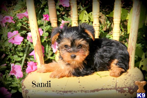 Sandi - Yorkie Female