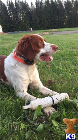 a brittany dog sitting in the grass