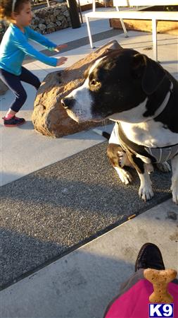 a american pit bull dog looking at a girl