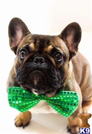 a french bulldog dog with a green bow