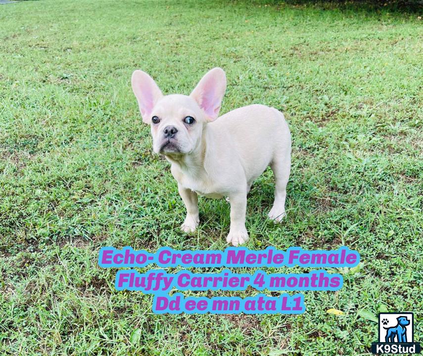 a small white french bulldog dog