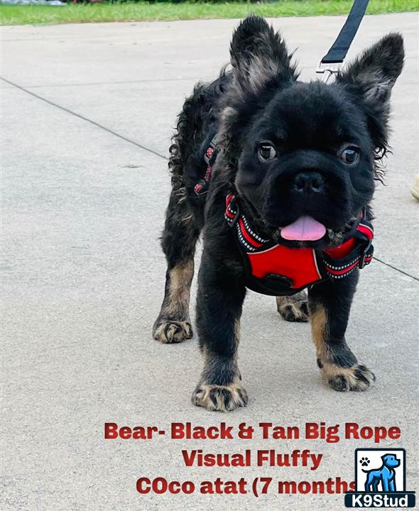 a small black french bulldog dog