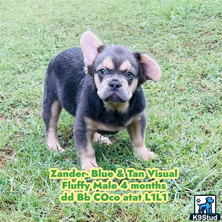 a small french bulldog puppy standing on grass