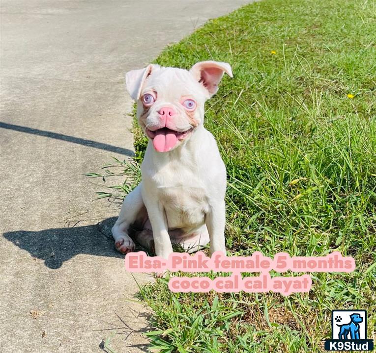 a french bulldog dog sitting on a sidewalk