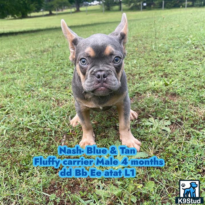 a french bulldog dog standing on grass