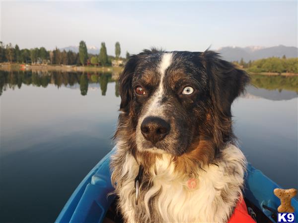 a anatolian shepherd dog dog in a boat