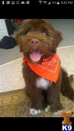 a labradoodle dog wearing a bowtie