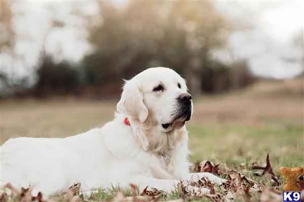 a white golden retriever dog sitting in the grass