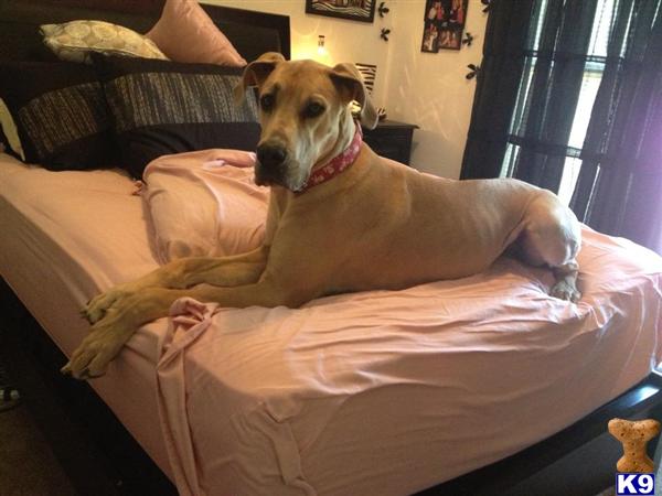 a great dane dog lying on a bed