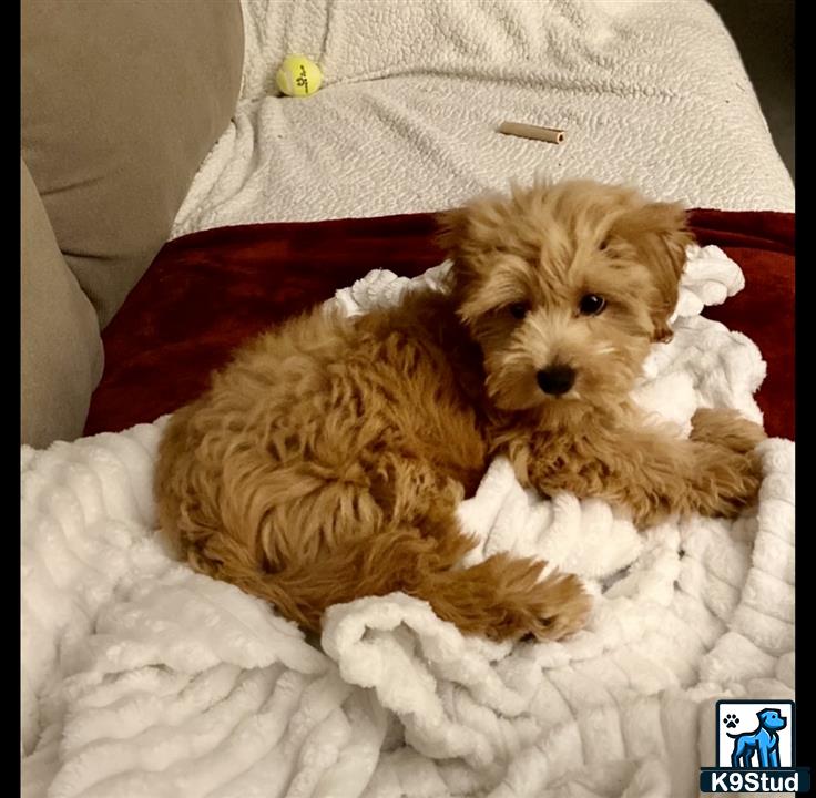 a havanese dog lying on a bed