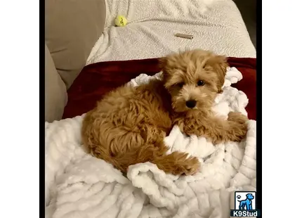 a havanese dog lying on a bed