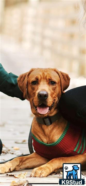 a labrador retriever dog wearing a green shirt