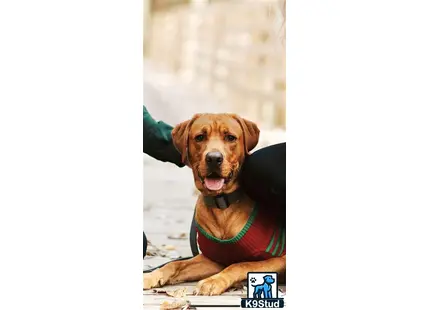 a labrador retriever dog wearing a green shirt