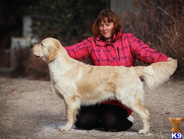 a person riding a golden retriever dog