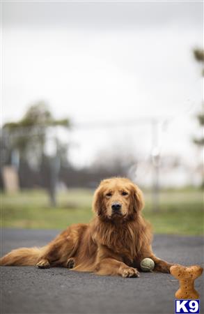 a golden retriever dog lying on the ground