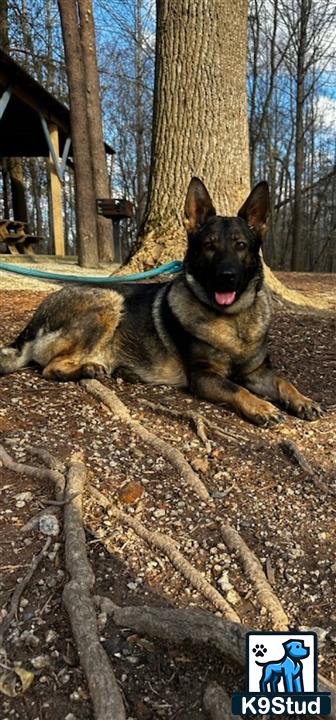 a german shepherd dog lying on a tree stump