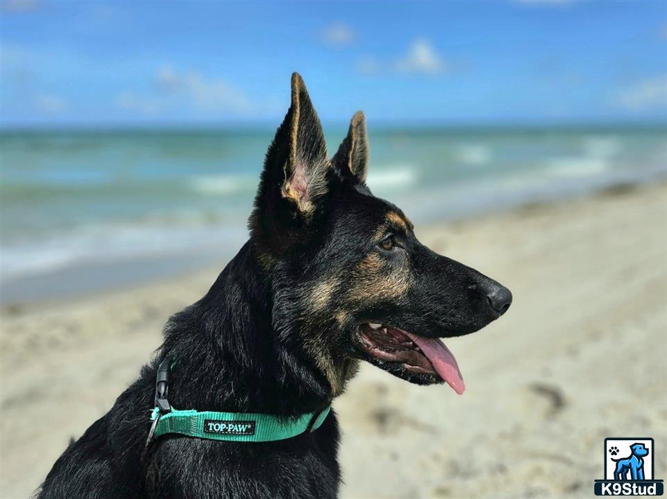 a german shepherd dog on a beach