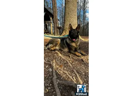 a german shepherd dog lying on a tree stump