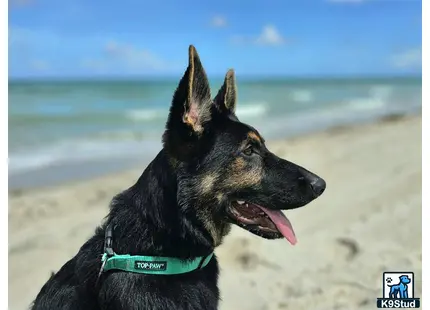 a german shepherd dog on a beach