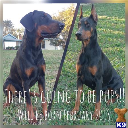 a couple of doberman pinscher dogs looking at the camera