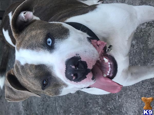 a american bully dog lying on a rock