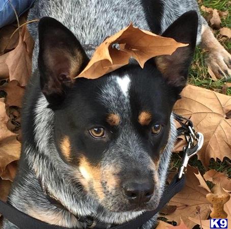 a australian cattle dog dog with a butterfly on its head