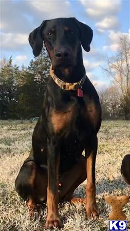 a doberman pinscher dog standing outside