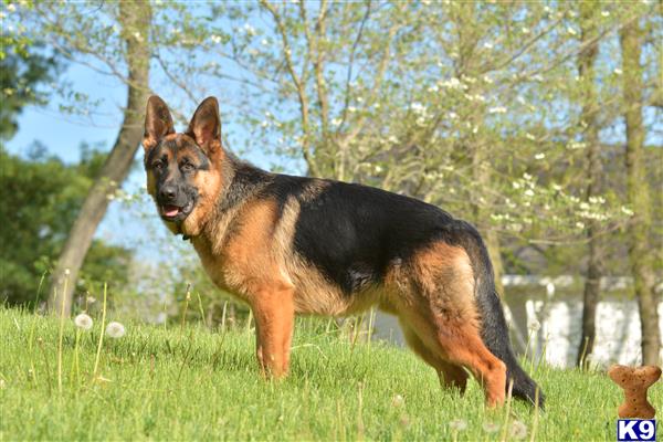 a german shepherd dog standing in a grassy area