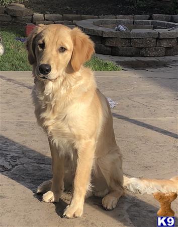 a golden retriever dog sitting on a sidewalk