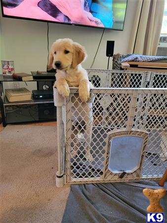 a golden retriever dog sitting on a cage