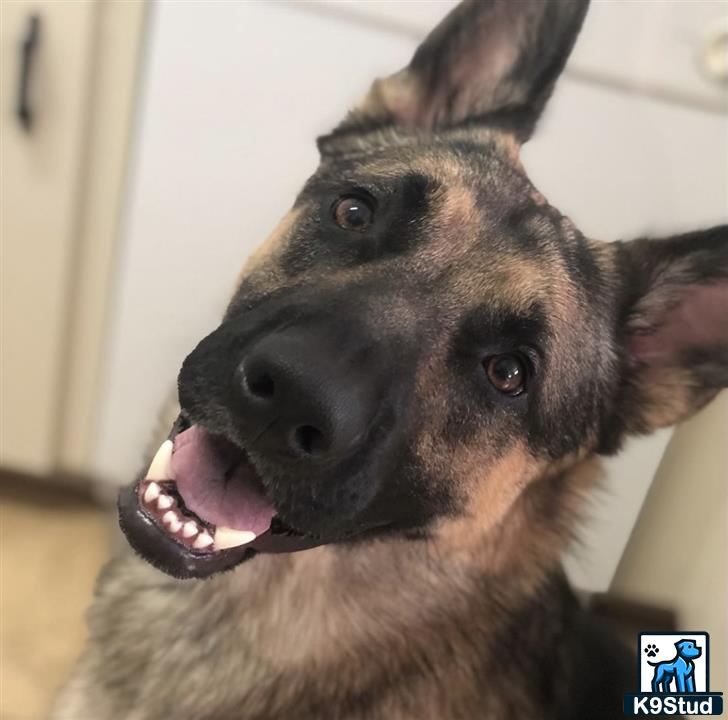 a german shepherd dog with its mouth open