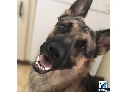 a german shepherd dog with its mouth open