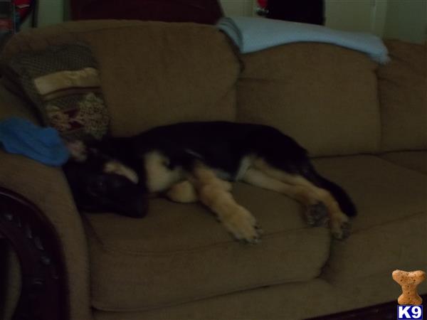 a german shepherd dog lying on a couch