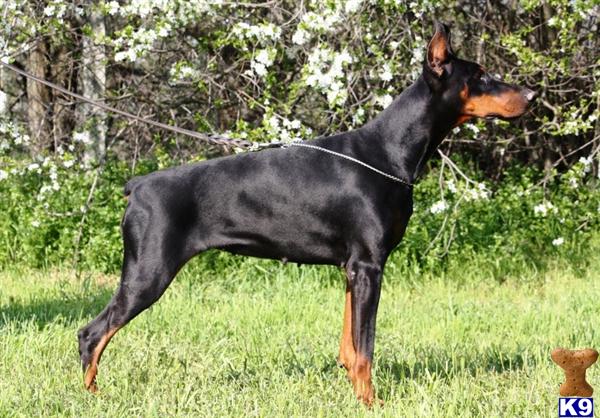 Doberman Pinscher Dog for Sale: Ocsamitta Von Triple Crown Del Royalty ...