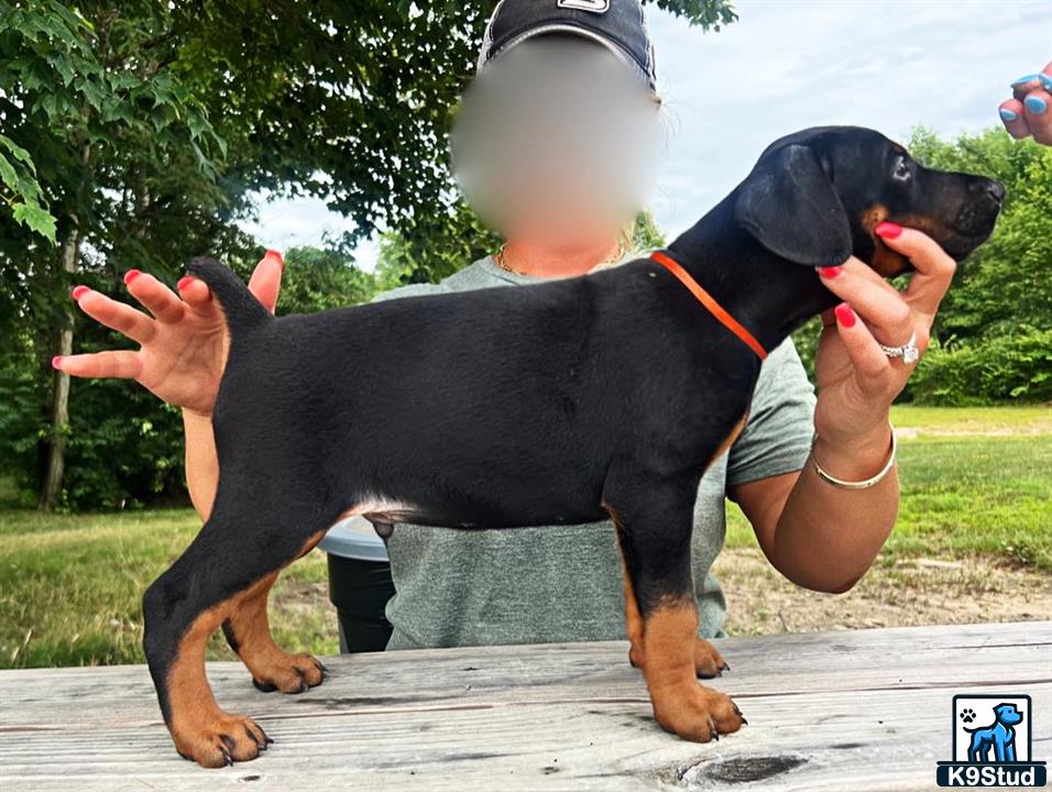 a person holding a doberman pinscher dog