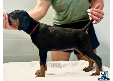 a doberman pinscher dog standing on a persons legs