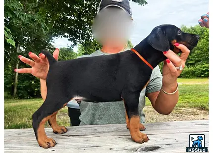 a person holding a doberman pinscher dog