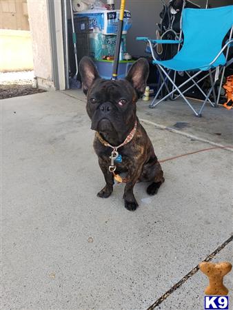 a french bulldog dog sitting on the floor