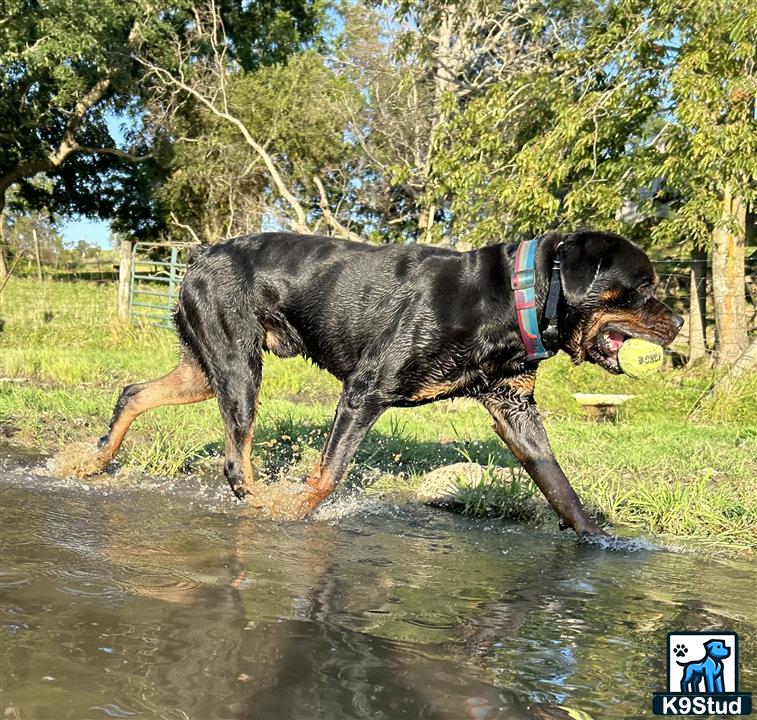 a rottweiler dog with a ball in its mouth in a pond